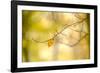 Forest Run I-James McLoughlin-Framed Photographic Print