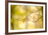 Forest Run I-James McLoughlin-Framed Photographic Print