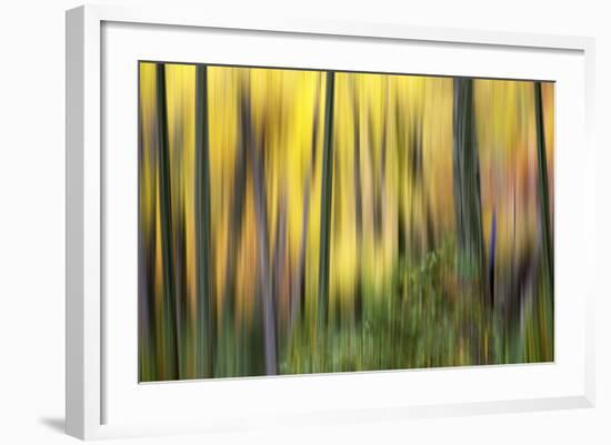 Forest Run II-James McLoughlin-Framed Photographic Print