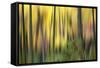 Forest Run II-James McLoughlin-Framed Stretched Canvas