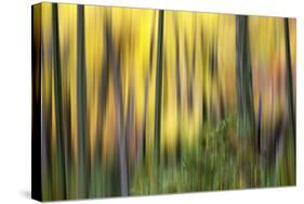 Forest Run II-James McLoughlin-Stretched Canvas