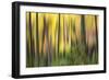 Forest Run II-James McLoughlin-Framed Photographic Print