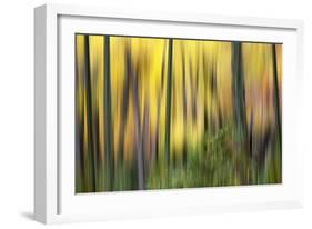 Forest Run II-James McLoughlin-Framed Photographic Print