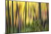 Forest Run II-James McLoughlin-Mounted Photographic Print