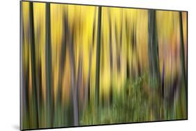 Forest Run II-James McLoughlin-Mounted Photographic Print