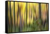 Forest Run II-James McLoughlin-Framed Stretched Canvas