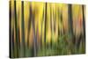 Forest Run II-James McLoughlin-Stretched Canvas