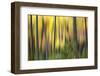 Forest Run II-James McLoughlin-Framed Photographic Print