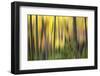 Forest Run II-James McLoughlin-Framed Photographic Print