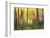 Forest Run II-James McLoughlin-Framed Photographic Print