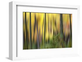 Forest Run II-James McLoughlin-Framed Photographic Print