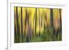 Forest Run II-James McLoughlin-Framed Photographic Print