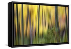 Forest Run II-James McLoughlin-Framed Stretched Canvas