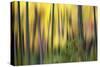 Forest Run II-James McLoughlin-Stretched Canvas
