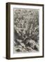 Forest Scene in Cuba-null-Framed Giclee Print