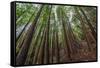 Forest Scene in Muir Woods State Park, Mill Valley, Ca-James White-Framed Stretched Canvas