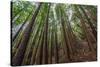 Forest Scene in Muir Woods State Park, Mill Valley, Ca-James White-Stretched Canvas