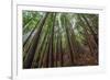 Forest Scene in Muir Woods State Park, Mill Valley, Ca-James White-Framed Photographic Print