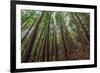 Forest Scene in Muir Woods State Park, Mill Valley, Ca-James White-Framed Photographic Print