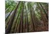 Forest Scene in Muir Woods State Park, Mill Valley, Ca-James White-Mounted Photographic Print