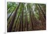 Forest Scene in Muir Woods State Park, Mill Valley, Ca-James White-Framed Photographic Print