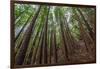 Forest Scene in Muir Woods State Park, Mill Valley, Ca-James White-Framed Photographic Print