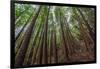 Forest Scene in Muir Woods State Park, Mill Valley, Ca-James White-Framed Photographic Print