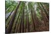 Forest Scene in Muir Woods State Park, Mill Valley, Ca-James White-Stretched Canvas