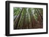Forest Scene in Muir Woods State Park, Mill Valley, Ca-James White-Framed Photographic Print