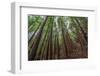 Forest Scene in Muir Woods State Park, Mill Valley, Ca-James White-Framed Photographic Print