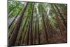 Forest Scene in Muir Woods State Park, Mill Valley, Ca-James White-Mounted Photographic Print