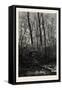Forest Scene in Spring, 1882-null-Framed Stretched Canvas