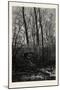 Forest Scene in Spring, 1882-null-Mounted Giclee Print