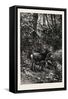 Forest Scene in Summer, 1882-null-Framed Stretched Canvas