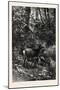 Forest Scene in Summer, 1882-null-Mounted Premium Giclee Print