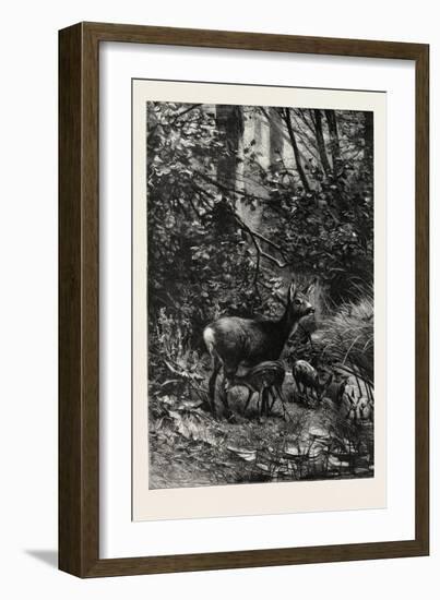 Forest Scene in Summer, 1882-null-Framed Giclee Print