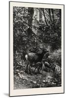 Forest Scene in Summer, 1882-null-Mounted Giclee Print