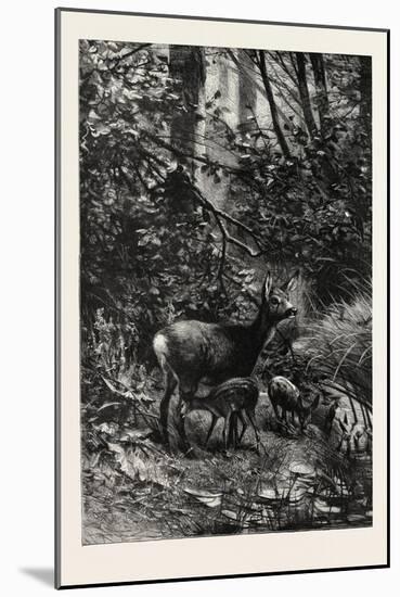 Forest Scene in Summer, 1882-null-Mounted Giclee Print