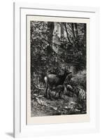 Forest Scene in Summer, 1882-null-Framed Giclee Print