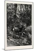 Forest Scene in Summer, 1882-null-Mounted Giclee Print