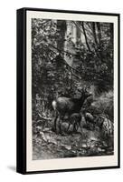 Forest Scene in Summer, 1882-null-Framed Stretched Canvas