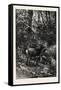 Forest Scene in Summer, 1882-null-Framed Stretched Canvas