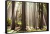 Forest Scene with Sun Rays Shining Through Branches-null-Framed Stretched Canvas