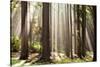 Forest Scene with Sun Rays Shining Through Branches-null-Stretched Canvas