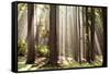 Forest Scene with Sun Rays Shining Through Branches-null-Framed Stretched Canvas