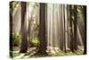 Forest Scene with Sun Rays Shining Through Branches-null-Stretched Canvas