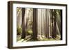 Forest Scene with Sun Rays Shining Through Branches-null-Framed Photographic Print