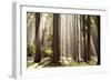 Forest Scene with Sun Rays Shining Through Branches-null-Framed Photographic Print