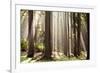 Forest Scene with Sun Rays Shining Through Branches-null-Framed Photographic Print