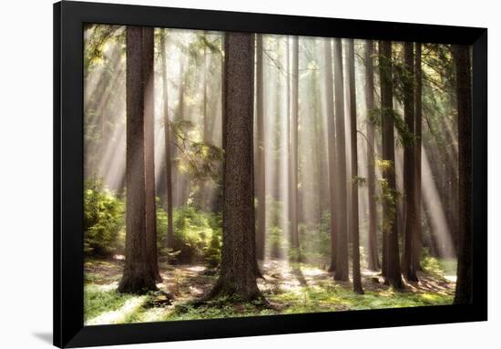 Forest Scene with Sun Rays Shining Through Branches-null-Framed Photographic Print